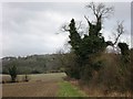 Ivy-covered Tree beside a footpath looking towards Coombe Hill