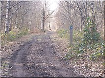 TQ6455 : Bridleway in Mereworth Woods by David Anstiss