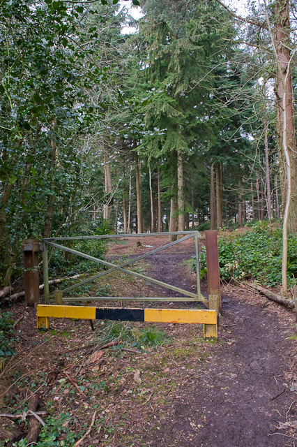 Minor path in Lord's Wood