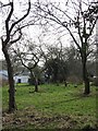 An Old Orchard near Cholesbury Camp