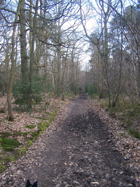 The Lord's Walk in Great Leybourne Wood