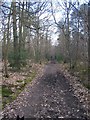 TQ6456 : The Lord's Walk in Great Leybourne Wood by David Anstiss