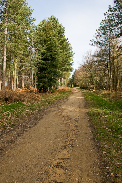 Bridleway in Lord's Wood