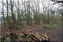SU7327 : Coppiced woodland by the Hangers Way, Oakshott Hanger by N Chadwick