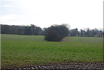 SU7327 : Woodland across a field from Honeycritch Lane by N Chadwick