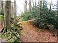 Cholesbury Camp ? Main Ditch and Quarry