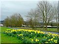 Floral roadside by Badgeworth Lane