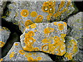SO6400 : Lichen-covered boulders 2 by Jonathan Billinger
