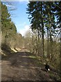 Forest Road in Wendover Woods