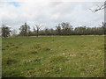 Unploughed field with anthills