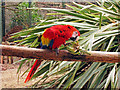 Scarlet Macaw at Birdworld