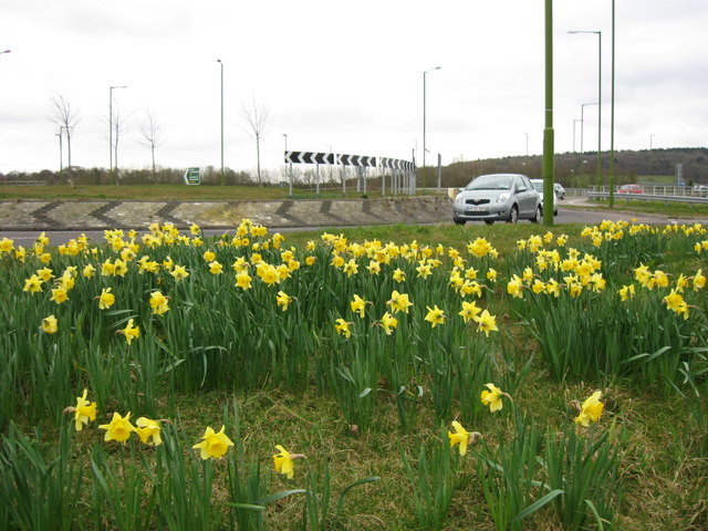 Tring Bypass (A41)  Daffodils by the Roundabout