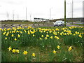 Tring Bypass (A41) ? Daffodils by the Roundabout