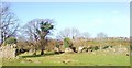 Haroldston. The scale of the ruins