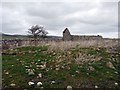 NT9909 : Ruin east of Scrainwood by Andrew Curtis