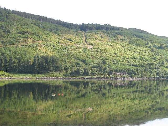 Forestry above Loch Sunart
