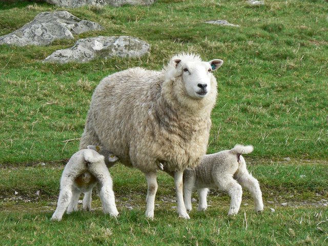Spring lambs on St Mary Hill Down.