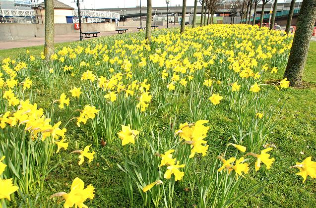 Daffodils, Belfast