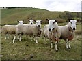 NT9809 : Friendly sheep on Ewe Hill by Andrew Curtis
