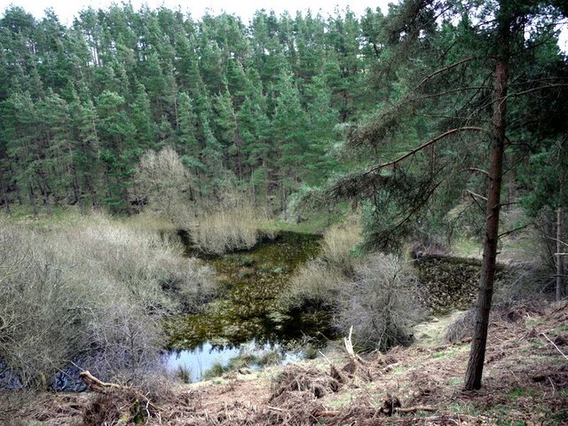 Pond in Hazeltonrig Plantation