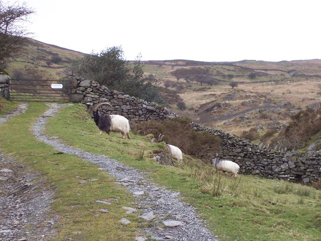Mountain Goats near Maes-y-Garnedd Farm