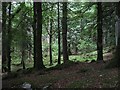 NM6573 : Arboretum, Eilean Shona by Richard Webb