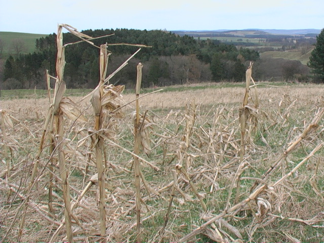 Corn field near Ilderton