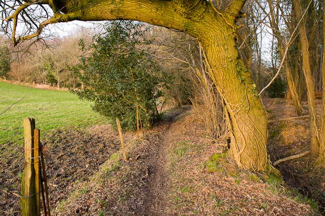 Footpath enters Dymer's Wood
