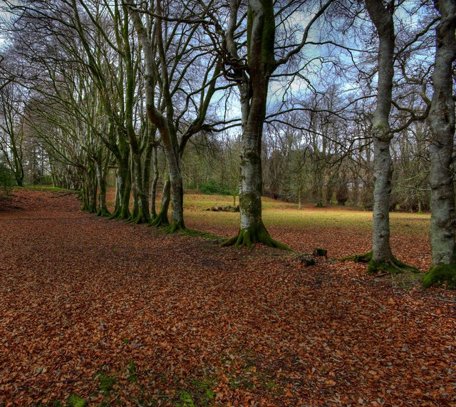 Beech Trees In The Grounds Of Kenmure Castle