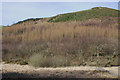 Forestry plantation in Cwm Cyneiniog