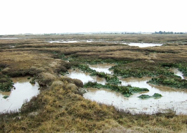 Tidal marsh