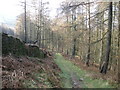 Woodland path, above Glenboi