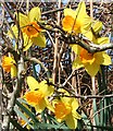 Daffodils in the Hedgerow