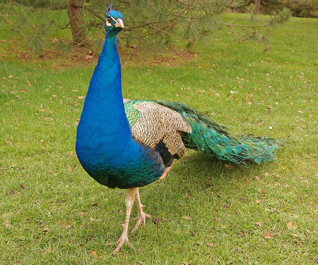 Peacock, Kew Gardens © Ian Capper cc-by-sa/2.0 :: Geograph Britain and ...