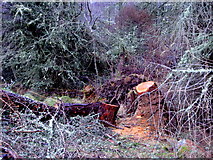 NH5634 : Cleanup work after the gales - near Balchraggan by sylvia duckworth