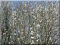 A flurry of Blackthorn blossom.