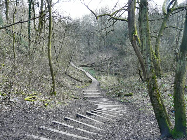 Track through Gower Hey Wood