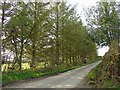 Roadside trees near Crych-du, Llanpumsaint