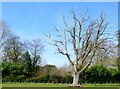 Dead Oak Tree Frome Whitfield