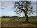 Track and Tree