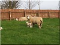 Newborn Lambs, Lurganbane Road, Dromore