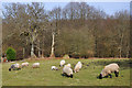 Sheep near Cannop Crossroads