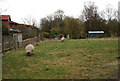 Sheep grazing, Blean