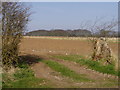 Farm Track and Farmland