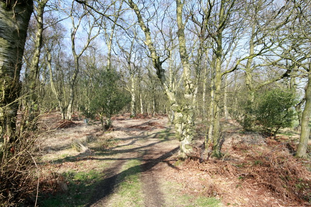 Gonder Lane Wood © Bob Jenkins cc-by-sa/2.0 :: Geograph Britain and Ireland