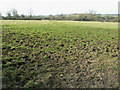 Footpath near Waldron