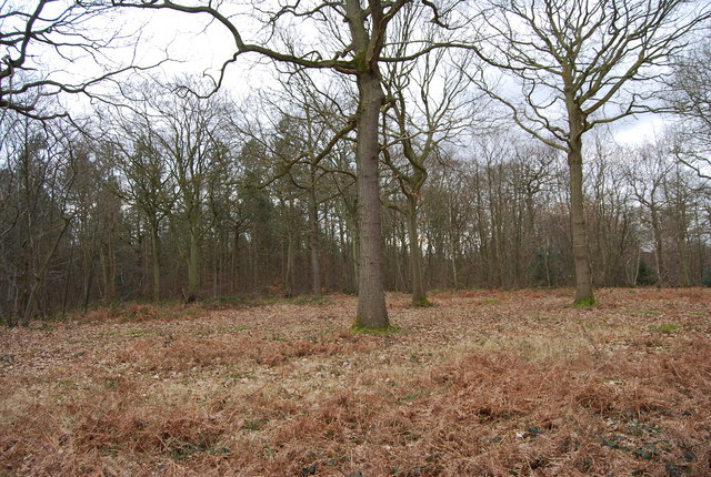 Blean Wood Nature Reserve