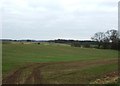 Farmland near Ashley