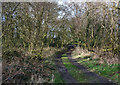 Track through scrubland at Sound Heath