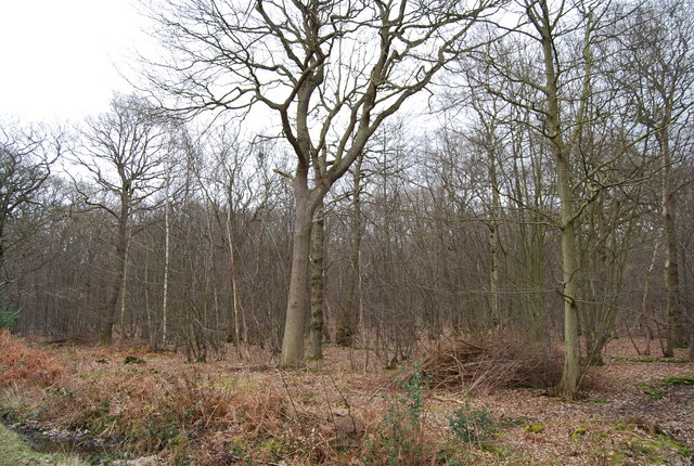 North Bishopden Wood